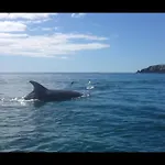 Dolphin Beach House Hotel